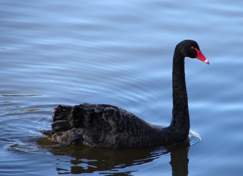 Black swan event